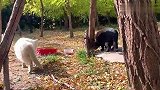 两只霸王猫的较量，谁会更胜一筹，精彩总是在最后。