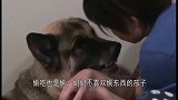 德牧偷吃被奶奶发现，犯错后从壮汉秒变成乖孩子，撒娇讨好太熟练