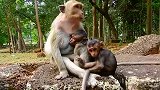 这么大的猴子还抱着猴妈吃奶，猴妈忍无可忍，终于下手了