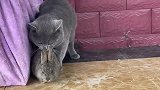 蓝猫误把兔子当成自己的孩子，这俩反应太好笑了