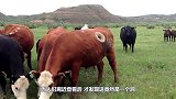 为什么要从奶牛身上打洞，还用手去掏？听听农场主怎么说
