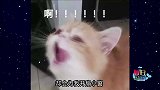 猫咪的崩溃就在一瞬间！