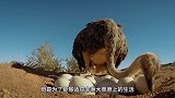 豺狼试图捕杀鸵鸟，谁料这是一只不好惹的主，下一秒直接被踹飞！