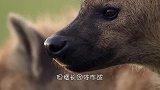 刚出生的小鸵鸟被鬣狗盯上，鬣狗正准备张口，回头看吓得屁滚尿流