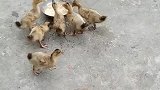 鸭子别急，让我们吃完了你再走！