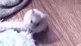 当仓鼠遇上一位会编辑视频的主人之后，生活处处都是乐趣！