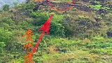 贵州一老人独居山上，过着与世无争的生活，大家说有木有羡慕啊