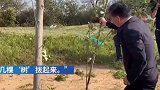 中央环保督察组在滇池东岸打假：要求党工委书记单手拔“树”