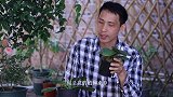 除了用水苔养蝴蝶兰，还有哪一种更适合？
