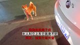 狗狗挣脱绳子后，主人叫它上车它就是不听，越追它越兴奋