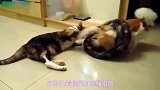 霸气的猫咪欺负狗狗,狗狗汪汪大叫就是不敢反击!368