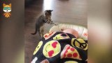 妈妈让小猫哄宝宝睡觉，下一秒请注意小猫的举动，看完不许笑