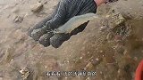 排水口泄漏涌出虾潮，皮皮顺着水流越捡越多，老板看见估计得哭