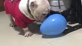 狗子：什么情况，我的气球呢！