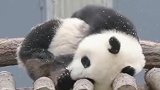 肉嘟嘟的小熊猫懒洋洋的每天都这样的快乐，吃了睡，睡了吃好可爱