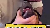 狗子被正骨后愣住了，瞬间怀疑狗生