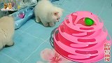 小奶猫玩玩具萌萌的，猫爸对大鱼如胶似漆，二哈猫嫌鱼老要找嫩的