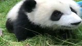 熊猫宝宝：再靠近一点点，我就跟你走