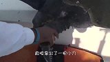 男子发现海龟不对劲，捞起来一看，直接拿出一把小刀！