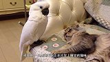 鹦鹉从小就照顾泰迪，泰迪长大后，却是这番景象