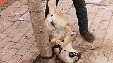 被自己蠢死的狗子，主人帮助它脱困，没想到这货直接来了个倒立！