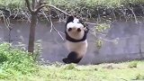 大熊猫挣扎无用只好松手，真是吓死宝宝了，我以为有多高呢