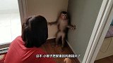 男子在公园里给猴子下跪？当路人看到猴子手里的东西后，都明白了