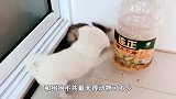 猴子调戏狗子，结果惨遭3只狗子“群殴”