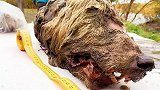冻土层发现4万年前的狼头，大脑比现代狼头大一倍，太变态了！