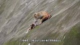 如果不是镜头记录下来，打死我也不相信，猴妈妈竟能够做出这种事