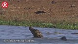 鳄鱼打扰河马开水中派对，下秒瞬间被群殴，场面一度失控！