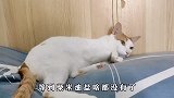 最后的希望：跳跳