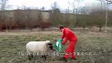 黑猩猩为了朋友挺身而出,抄起家伙就是干,一手棍法出神入化！