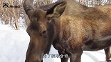 大兴安岭出现大型野兽，比犀牛还高重达1吨，却最怕遇到狼群