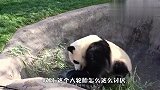 竹子被轮胎压住怎么办？看看国宝大熊猫怎么做，网友：笑喷了