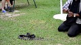 眼镜蛇向人类讨水喝，村民亲自上前水，蛇的反应让人感叹它的灵性