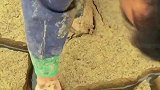 持续干旱让鄱阳湖湖底干裂，中国最大淡水湖变大型捡鱼现场