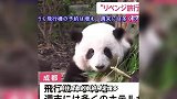成都大熊猫主题游火爆，花花已火出国门，日本电视台来成都拍花花