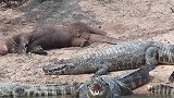 水獭和鳄鱼躺在一起晒太阳，鳄鱼怎么不吃它呢？真是奇怪