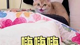 视频看多了，小猫咪叫声都变了