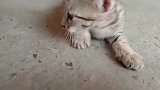 刚救回的小野猫，不想让我碰它