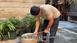 福建80后美女用姜做传统小吃11年，日做3000斤，坚持传统古法制作