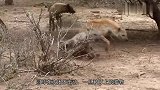 比特犬和鬣狗关在一起，会发生什么呢镜头记录搞笑画面
