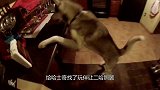 宠主让小鸡陪伴哈士奇，两个月后画风突变，看完不笑算我输！