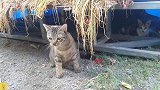路边捡了一只流浪猫带回家，除了抓老鼠就是捣乱，太淘气了(1)