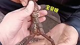 这东西可是我祖传的
