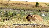 狮子想猎杀长颈鹿，却被踢飞，一脚下去这狮子估计废了！