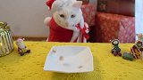 猫咪：我的心酸圣诞节，快乐是别人的！