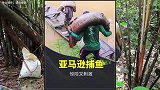 亚马逊的渔民真厉害，仅用一根鱼叉，就能捕到138斤的巨骨舌鱼！
