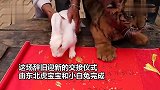 春节将至！云南野生动物园寅虎卯兔交班，伸爪签订“交接文书”